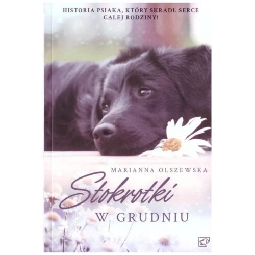 Stokrotki w grudniu