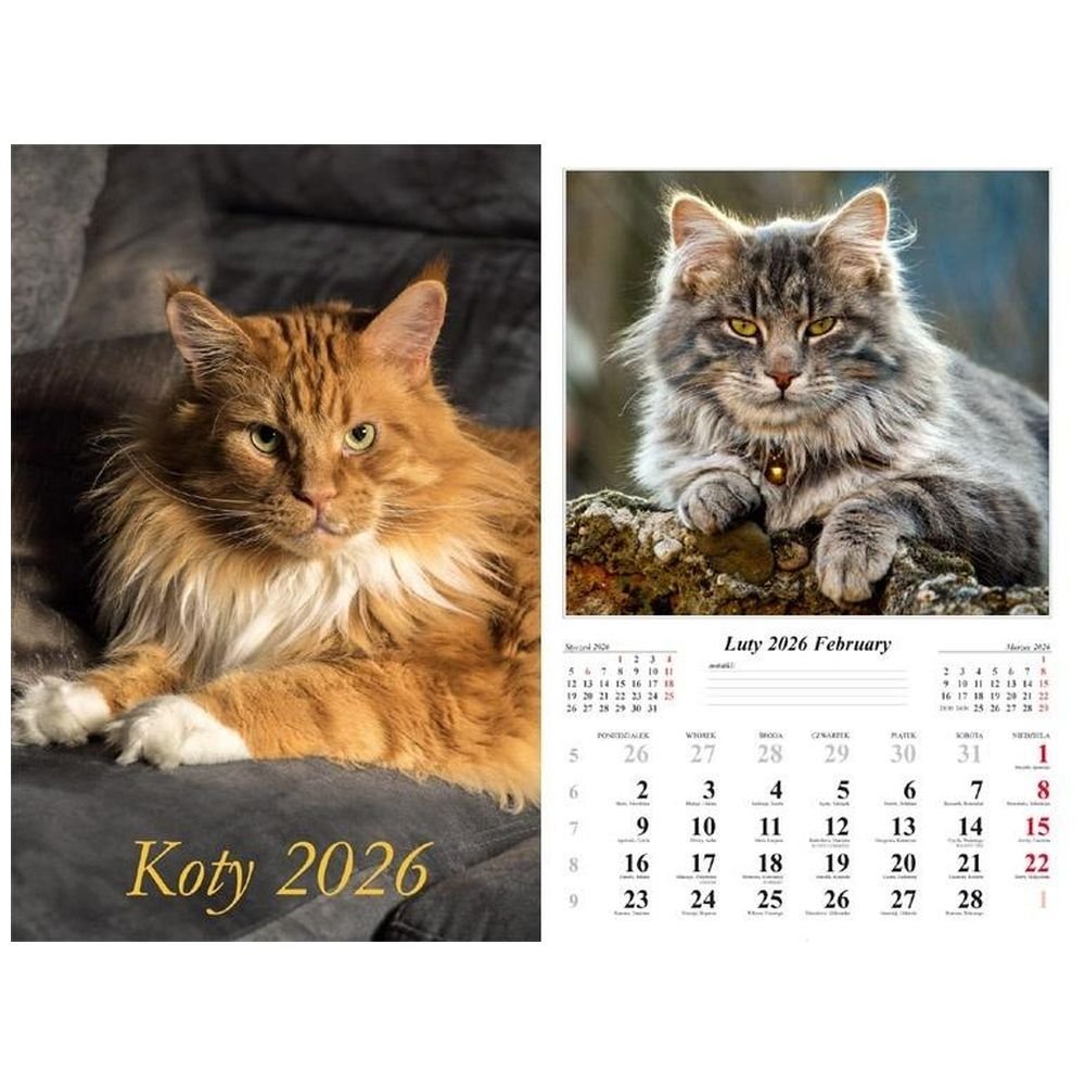 Kalendarz 2026 ścienny Koty